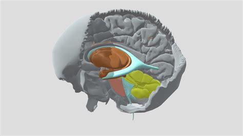 The Brain In Cranium No Vessels 3D Model By 3D Neurosurgery