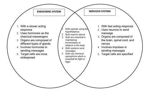 Solved Construct A Venn Diagram To Show How The Endocrine And Nervous