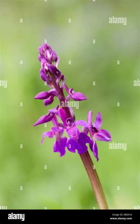 Early Purple Orchid Orchis Mascula Flower Uk Stock Photo Alamy