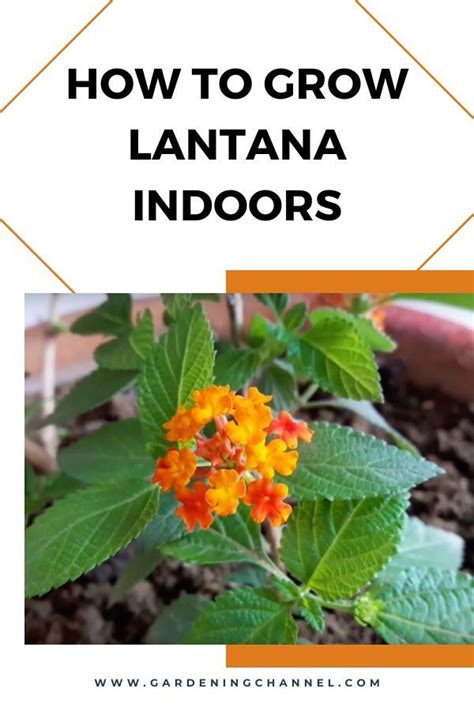 How To Grow Lantana Indoors Verbenaceae Gardening Channel Lantana