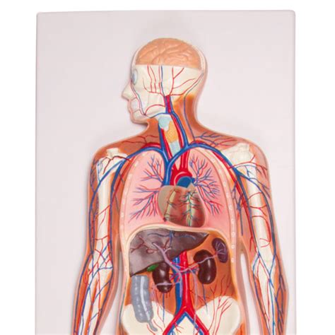 Bloedsomloop Menselijk Lichaam ½ Levensgroot G230