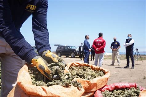 Plan Cannabis De La Pdi Deja Multimillonarias P Rdidas Al Crimen