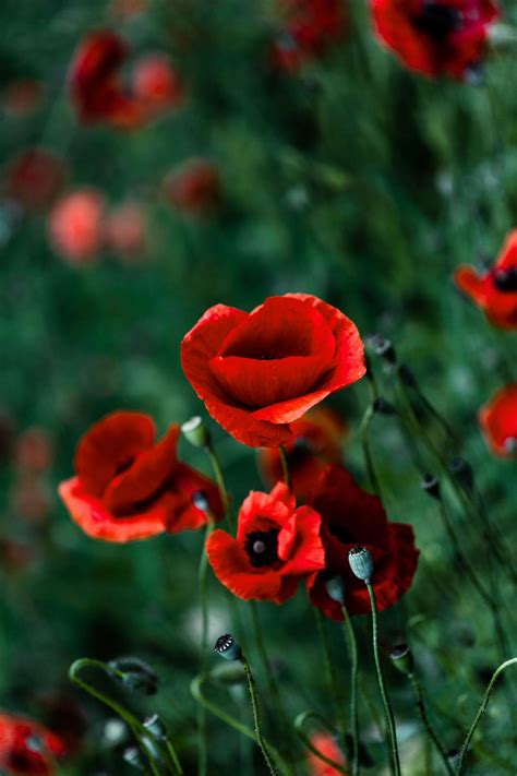 Wallpaper Mural - Poppies and grass - Photo Wallpaper