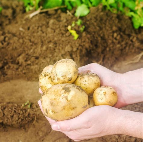 Farmer Holds Freshly Picked Potatoes In The Field Harvesting Harvest