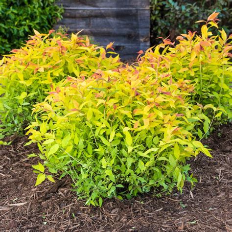 Flowering Goldflame Spirea Plants Bulbs Seeds At Lowes