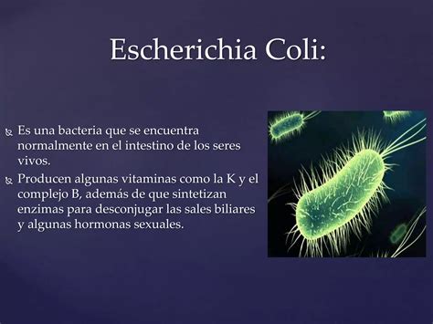 Importancia De Las Bacterias Ppt