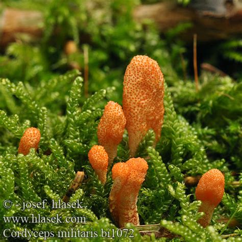 Cordyceps militaris Housenice ÄŤervenĂˇ Scarlet caterpillar club