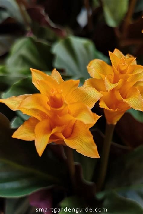 How To Care For Calathea Crocata Eternal Flame Plant Artofit