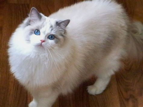 About Maine Coon Cats Ny Blue Point Bicolor Ragdoll