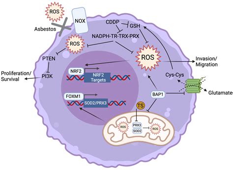 Reactive Oxygen Species In The Progression And Treatment Of Malignant