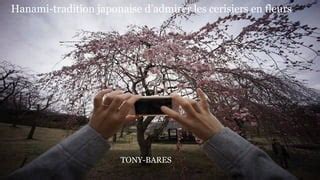 Hanami tradición japonesa PPT