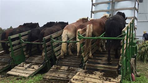 4 Treadmills Powered By 8 Horsesamish Life Youtube