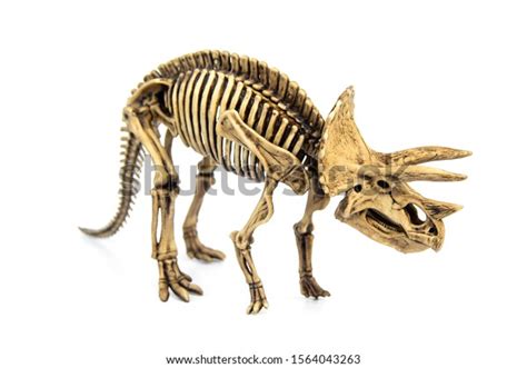 Fossil Skeleton Dinosaur Three Horns Triceratops Stock Photo Edit Now