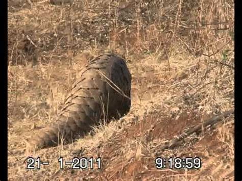 LIONS V S PANGOLIN FIGHT IN GUJRAT INDIA YouTube