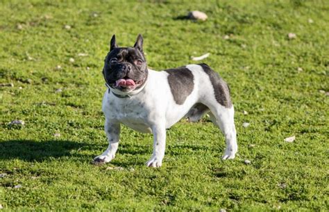 17 Most Loyal Dog Breeds That Define Loyalty And Devotion