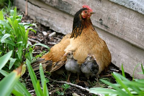Chicken Little The Bravest Little Chicken Alive Backyard Chickens