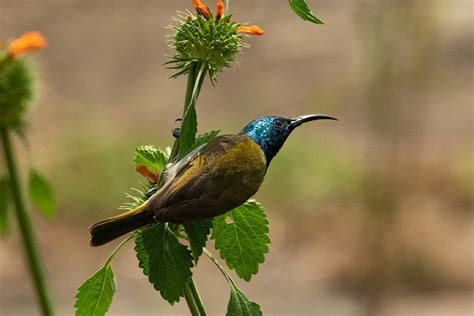 7 Days Birding And Wildlife Safari Rwanda Africa Green Travelers