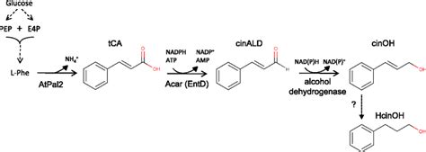 Representation Of The Heterologous Biosynthetic Pathway Yielding Download Scientific Diagram