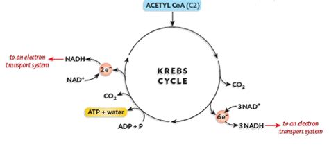 Simple Krebs Cycle Diagram