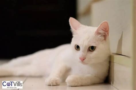 Russian White Cats: The Majestic Felines With a Rich History