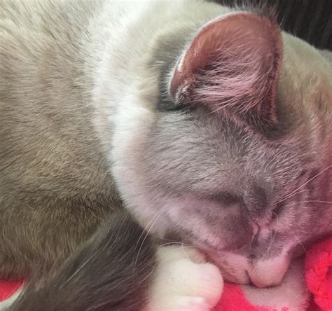 Buster Sleeping Modern Cat