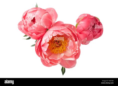 Beautiful Pink Peonies Flowers Isolated On White Background Stock Photo