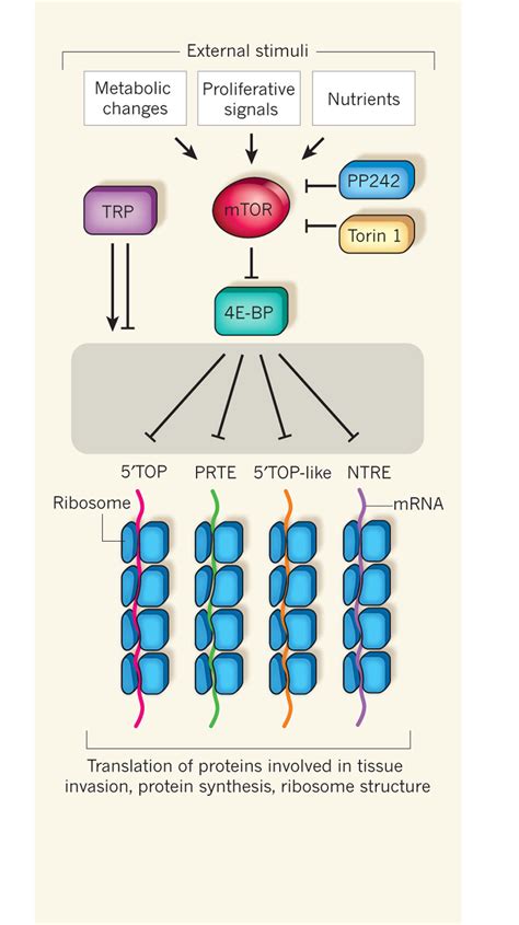 The Translational Landscape Of Mtor The Kinase Protein Mtor Integrates