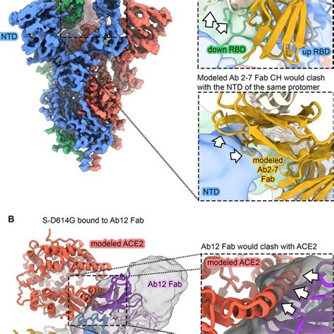 Ab 2 7 Can Only Bind As An ScFv And Ab 12 Competes With ACE2 A Cryo EM