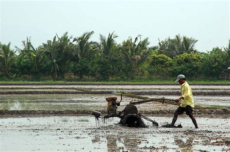 Paddy Cultivation in Sri Lanka (Part 2) ~ අපේ උරුමය (Our Inheritance)
