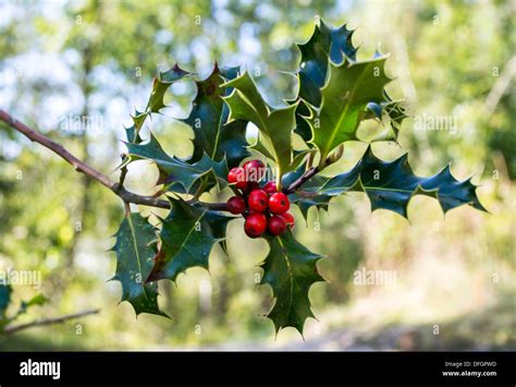 Hojas Verdes Y Bayas Fotograf As E Im Genes De Alta Resoluci N Alamy