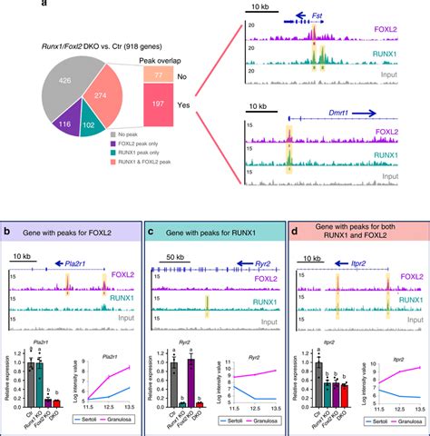 Identification Of Potential Direct Target Genes For Runx1 Andor Foxl2 Download Scientific