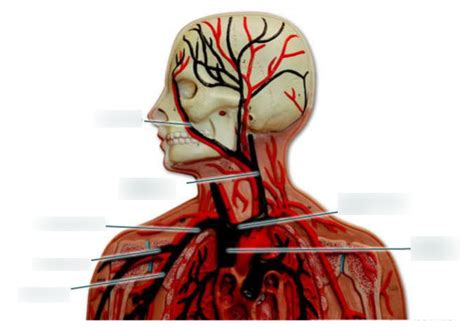 Cardiovascular System Blood Vessels Diagram Quizlet