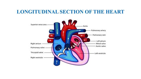 Heart Structure Of Human Heart Natural Science Ppt