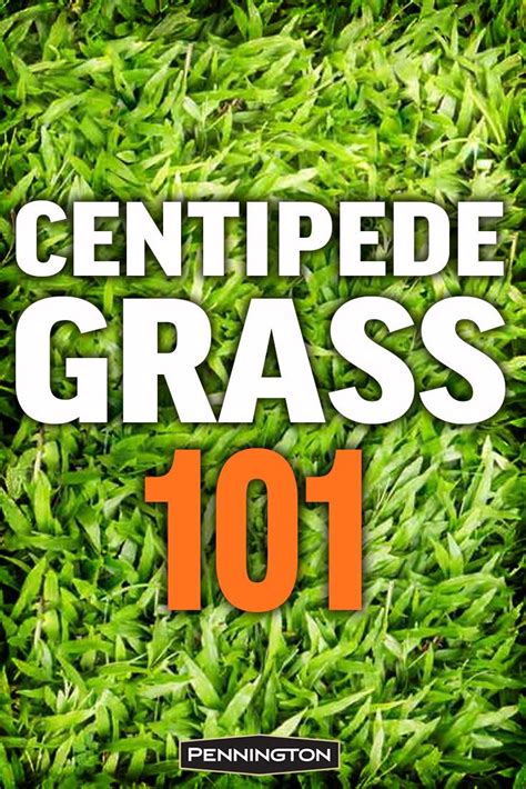 Centipede Grass 101: Low Maintenance Grass for Southeastern Lawns