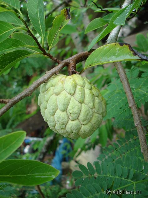 4-annona-saharnoe-yabloko-na-vetke-tajskie-frukty-nojna-478 | Таиланд ...