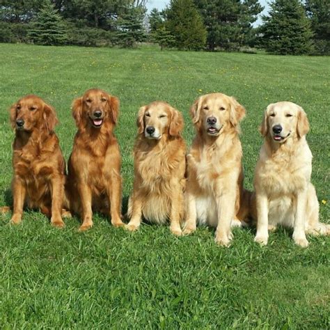 Different Shades Of Gold Retriever Golden Retriever Colors Dogs