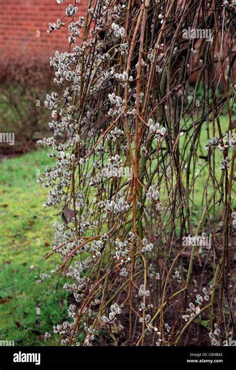 Salix Caprea Kilmarnock Llanto Pussy Willow A Principios De La