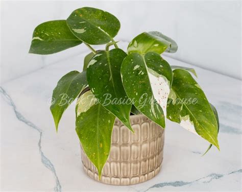 Philodendron Tricolor White Princess With Pink Rooted Plant Tc28 Etsy