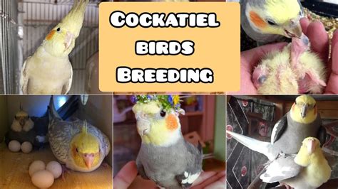 Cockatiel Birds Breeding Tips Cockatiel Birds Guide Cocktails