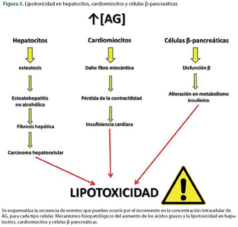 Los ácidos Grasos Y La Lipotoxicidad Implicaciones Metabólicas