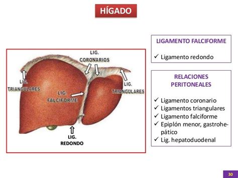 Abdomen 131215114322 Phpapp01