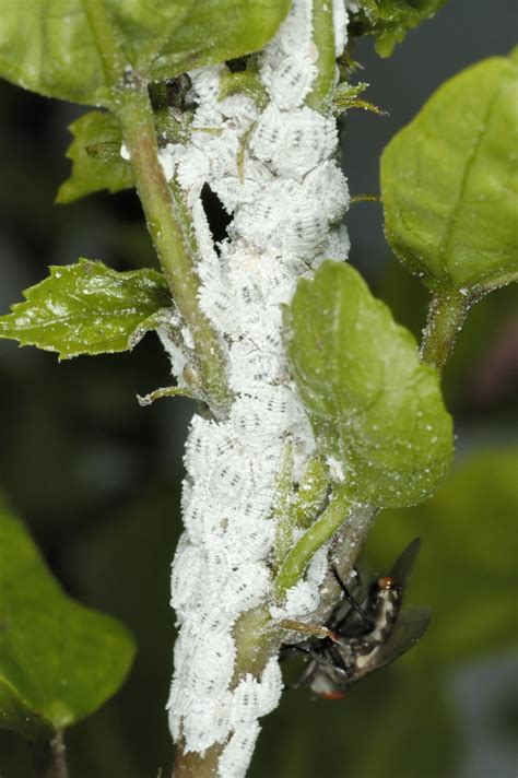 Mealybug Spray And Control Treatments For Plants In The Yard And Home