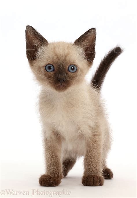 Siamese x Ragdoll kitten, 7 weeks old photo WP46498