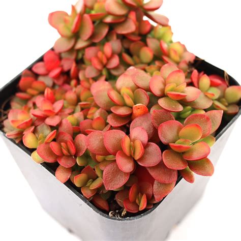 Crassula Pubescens Ssp Radicans Small Red Carpet Stonecrop Leaf