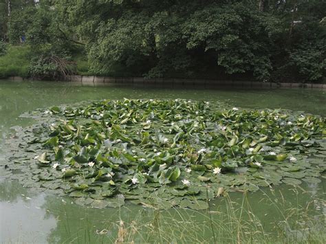 Seerosen Im Stadtpark Steglitz Berlin Garten Seerose Nym Flickr