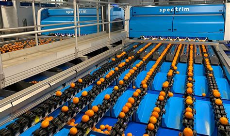 Citrus Packhouses Improve Profitability With Sorting And Grading