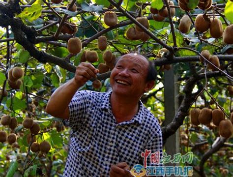 宜豐：獼猴桃豐收啦！ 每日頭條