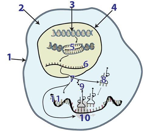 Protein Synthesis Diagram Quizlet