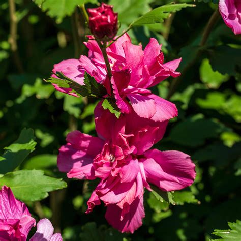 Red Rose Of Sharon Althea Trees For Sale