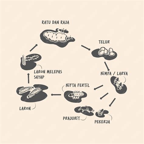 Premium Vector | Termite life cycle